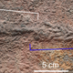 Yilingia spiciformis fossil and associated tracks.